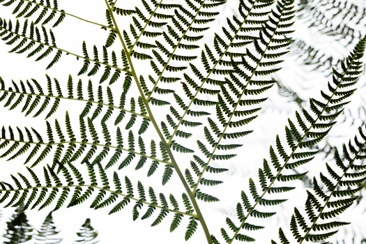 Overhead flat lay of layered fern fronds with varying green tones against white paper and fabric.