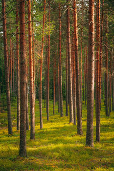 Tall straight pine trees with reddish-brown trunks in a dense forest with bright green moss-covered ground.