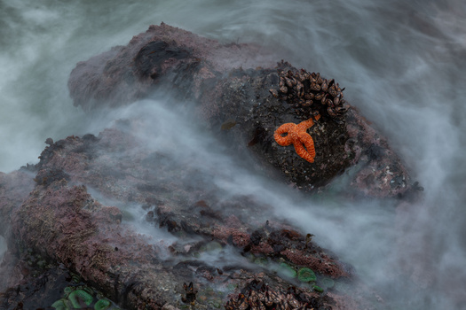 Bright orange starfish clinging to a barnacle-covered rock surrounded by foamy seawater.