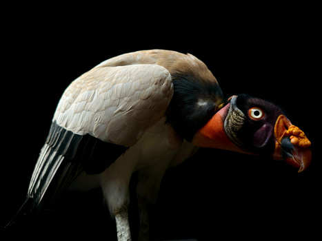 African crowned crane in profile against black background, displaying distinctive black and red head plumage and white wing feathers.