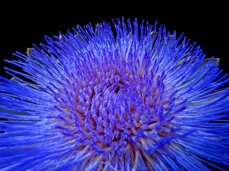 Close-up macro photograph of a blue flower with radiating purple stamens and spiky petals against black background.