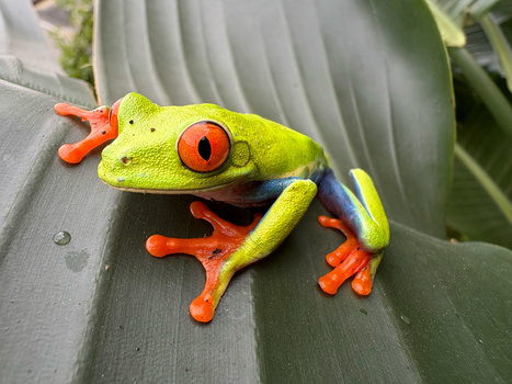 Red-eyed tree frog with bright lime-green skin and orange feet resting on a large gray-green leaf.