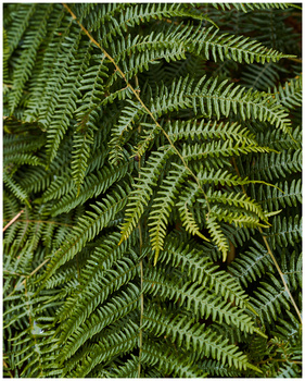 Overlapping fern fronds displaying intricate pinnate leaf patterns in vibrant green tones.