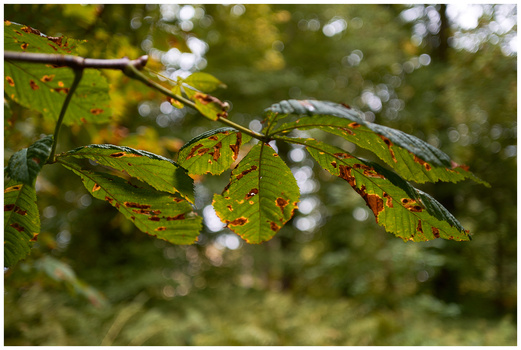 Green leaves with red spots and damage on a thin branch, backlit with blurred foliage background.