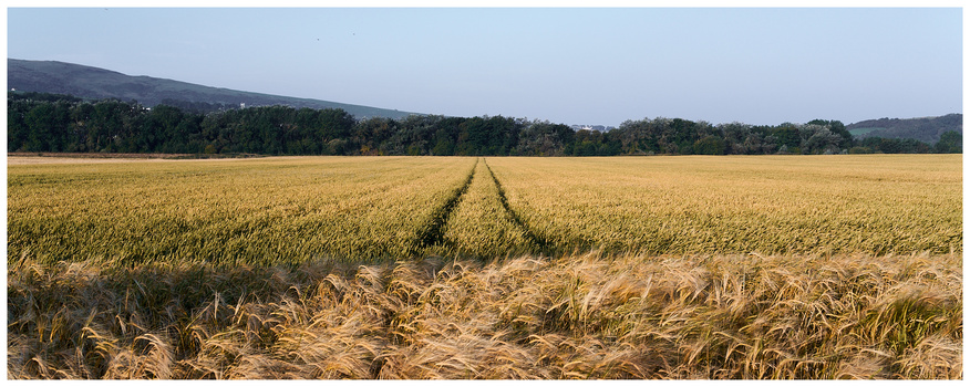 Vast wheat field with straight rows converging toward distant tree line and hills under hazy sky.