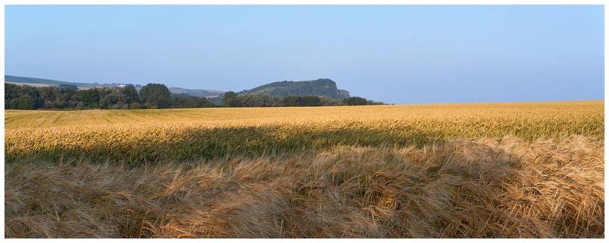 Golden grain field with trees and hills under clear blue sky.