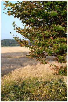 Tree branch with green leaves framing a sunlit harvested grain field with forest beyond.