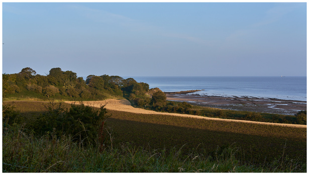 Coastal landscape with sloping golden fields, tree line, and distant ocean under blue sky.