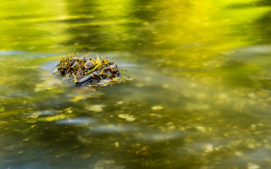Small cluster of seaweed and debris floating in shallow green water with soft focus background.