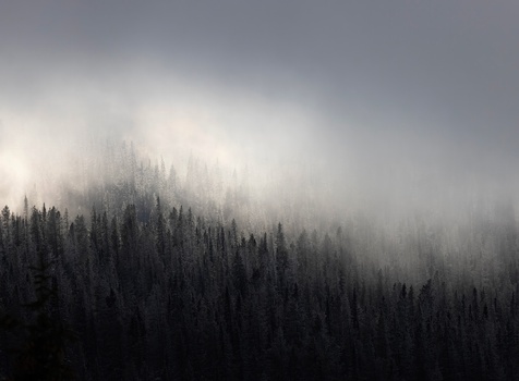 Dense coniferous forest shrouded in thick mist and fog, with layered silhouettes of evergreen trees fading into white haze.
