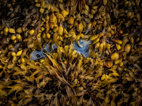 A patch of blue sky framed by dried golden-yellow seaweed or kelp hanging overhead.