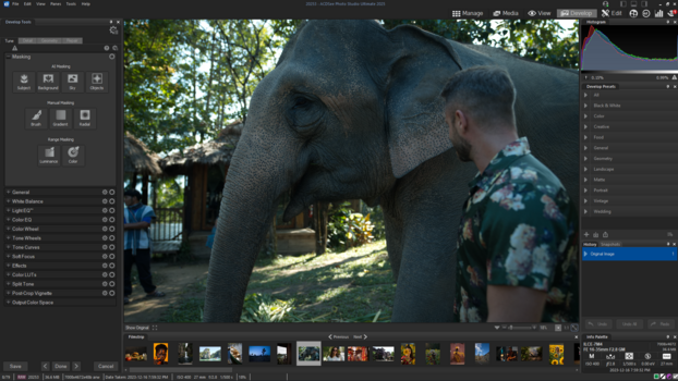 Man in patterned shirt standing beside large elephant, touching its trunk in natural daylight.