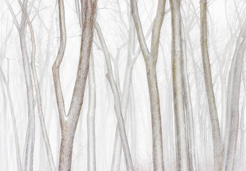 Bare tree trunks and branches creating vertical lines through heavy fog or mist.
