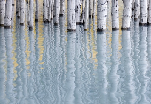 Wooden pilings reflected in still water with rippling surface and golden light highlights.