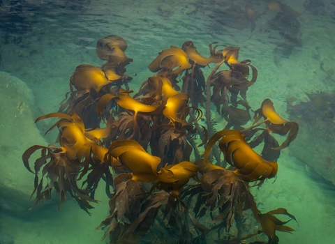 School of golden fish swimming around dark kelp or seaweed in turquoise shallow water.