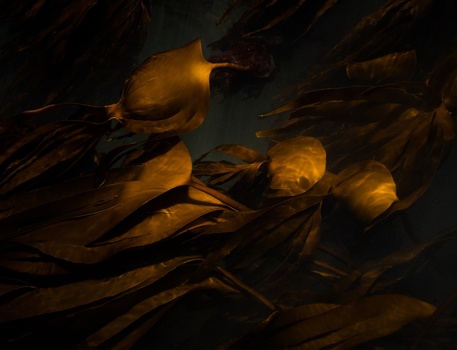 Golden kelp fronds with bulbous air bladders suspended in dark water against a dark background.