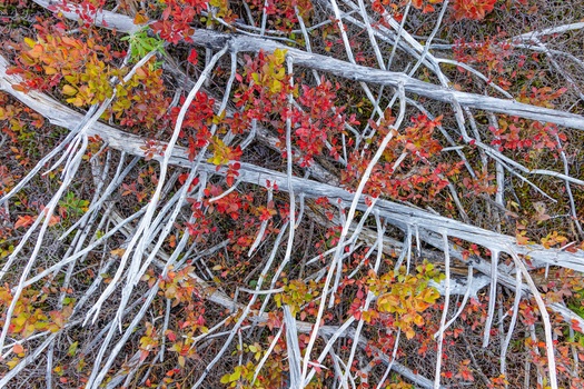 Overhead view of fallen branches arranged across colorful autumn foliage and ground cover.
