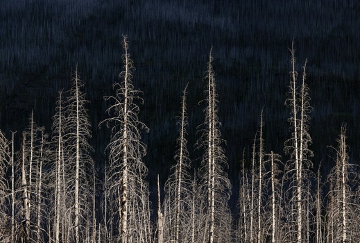 Dead conifer trees with bare white trunks standing against a dark forested background.