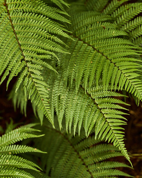 Layered fern fronds with delicate pinnate leaves creating depth through overlapping green foliage.