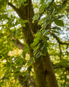Green leaves and branches bathed in dappled sunlight filtering through a dense forest canopy.