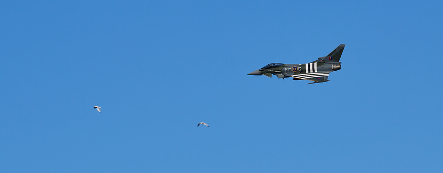 Military jet aircraft in flight with D-Day invasion stripes, two birds visible in clear blue sky.