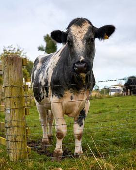 Black and white cow standing at a wooden fence in a pasture, looking directly at camera.