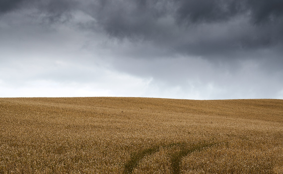 Golden wheat field under dramatic storm clouds with tire tracks visible in the crop.