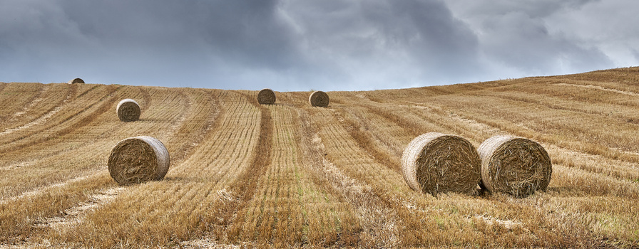Round hay bales scattered across a harvested grain field with rolling hills and overcast sky.