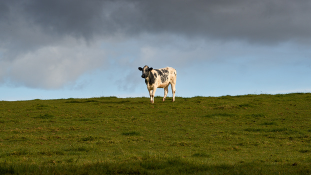 Spotted cow standing alone on a grassy hillside against a cloudy sky.