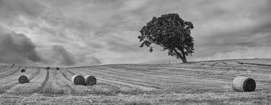Solitary tree on a hillside among scattered hay bales in a plowed field under dramatic clouds.