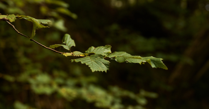 Young caterpillar on a birch branch with fresh green leaves in soft, diffused natural light.