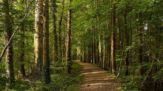 Tree-lined path stretching into distance through dense forest with dappled sunlight filtering through green canopy.