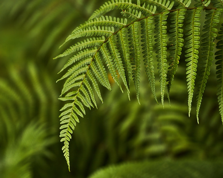 Delicate fern fronds with fine leaflets creating layered, cascading patterns in bright green light.