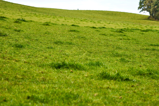Rolling green hillside with lush grass and subtle texture variations in natural daylight.