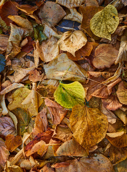 Overhead arrangement of fallen autumn leaves in various stages of decay, ranging from vibrant yellow-green to deep brown.
