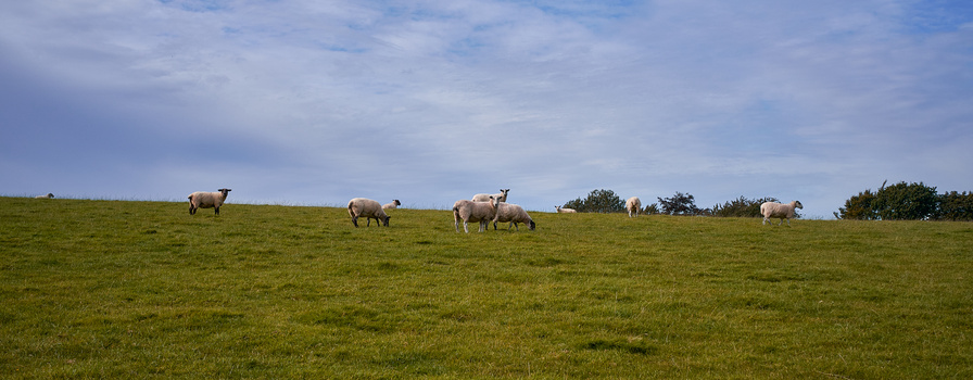 Several sheep grazing across a lush green hillside pasture under a partly cloudy sky.