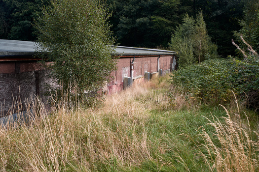 Abandoned brick outbuilding overgrown with tall grasses and surrounded by dense green vegetation.