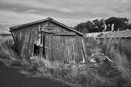 Weathered wooden shed surrounded by overgrown grass and vegetation in black and white.