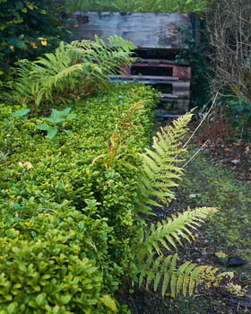 Lush green ferns and foliage along a shaded woodland path with rustic wooden structure in background.