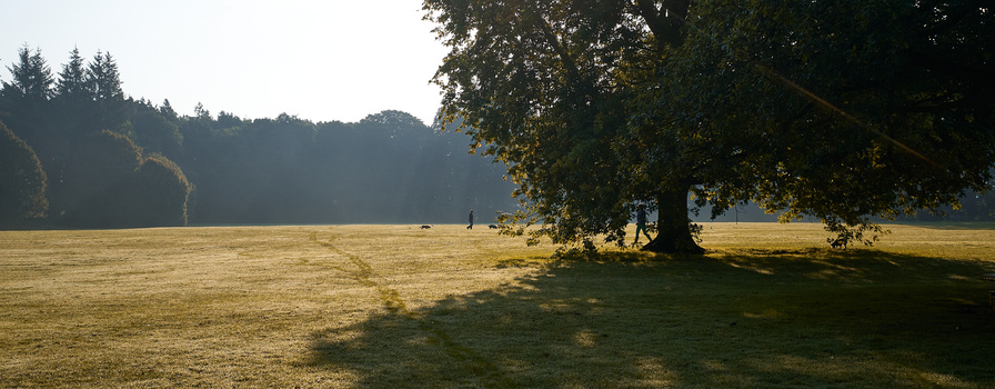 Large tree casting shadow across sunlit meadow with forest treeline in background.
