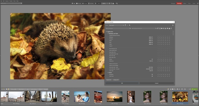 Hedgehog foraging among fallen autumn leaves and moss in natural woodland debris.