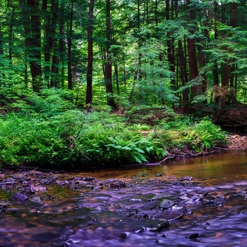 Forest stream with moss-covered rocks flowing through dense woodland with tall trees and lush green undergrowth.