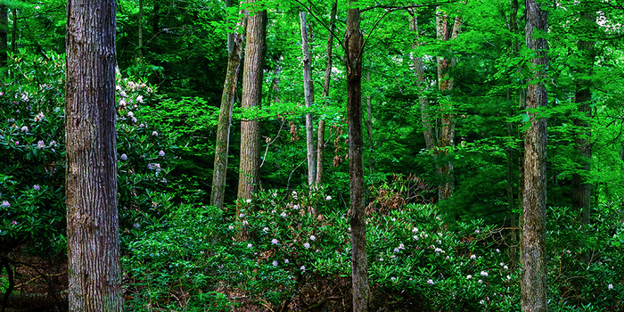 Dense forest with tall trees and white flowering shrubs in the understory during spring.