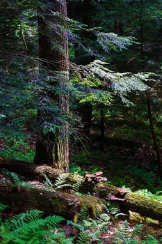 Sunlit forest interior with a large tree trunk, fallen logs covered in moss, and layered canopy creating dappled light.
