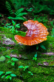 Vibrant orange fungi with layered, shell-like caps growing on moss-covered ground surrounded by green foliage.