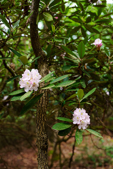 Pink rhododendron flowers blooming on a gnarled branch surrounded by green foliage.