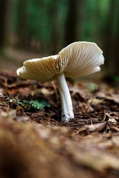 Delicate pale mushroom with curved cap and thin stem on forest floor surrounded by moss and leaf litter.