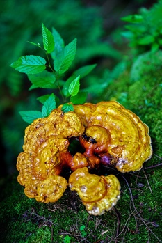 Yellow fungus with red markings growing on moss-covered ground with green foliage overhead.