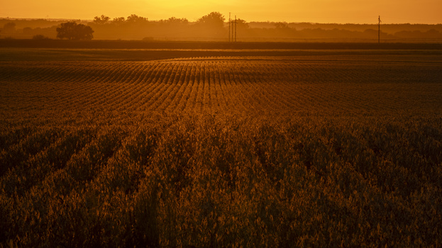 Golden-hour sunlight illuminates rows of grain crops stretching toward the horizon.