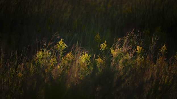 Golden wildflowers backlit by warm sunlight against a dark, blurred forest background.